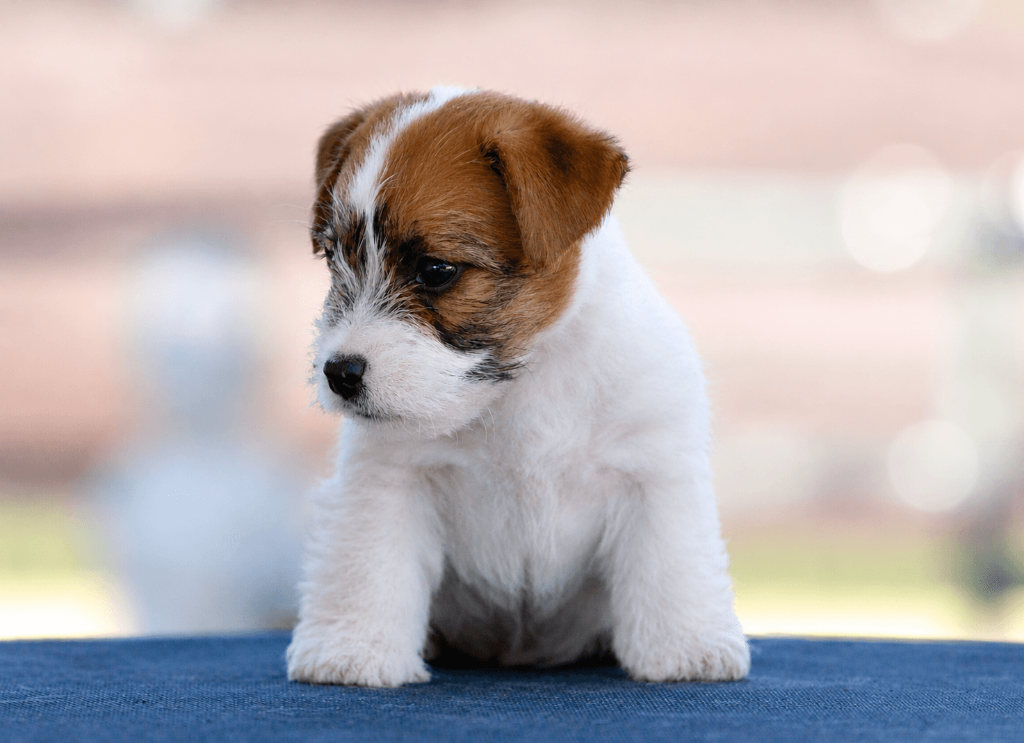 Jack Russell de OnceTartessos en casa.