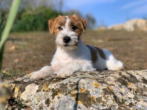 Jack Russell Terrier