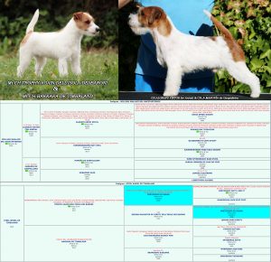 CACHORROS JACK RUSSELL