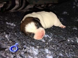 cachorros jack russell