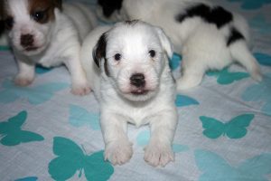 CACHORROS JACK RUSSELL