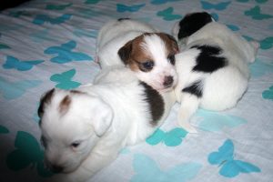 CACHORROS JACK RUSSELL