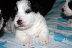 CACHORROS JACK RUSSELL