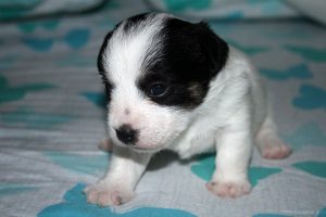 CACHORROS JACK RUSSELL