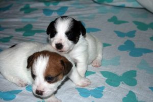 CACHORROS JACK RUSSELL