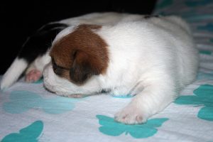 CACHORROS JACK RUSSELL