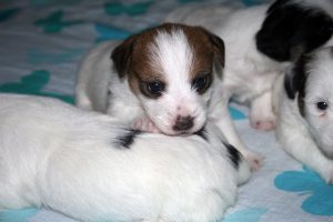CACHORROS JACK RUSSELL