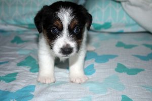 CACHORROS JACK RUSSELL