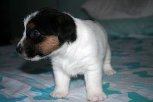 COMPRAR JACK RUSSELL