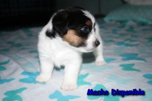 comprar jack russell