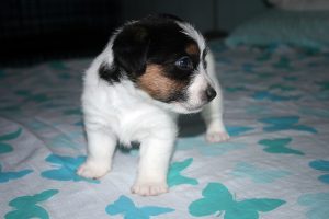 CACHORROS JACK RUSSELL