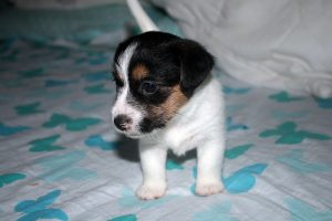 CACHORROS JACK RUSSELL