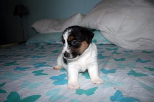 CACHORROS JACK RUSSELL