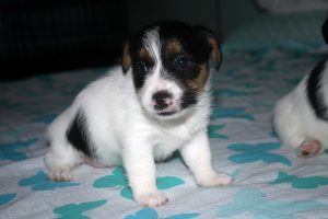 CACHORROS JACK RUSSELL