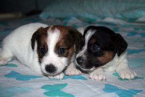 CACHORROS JACK RUSSELL