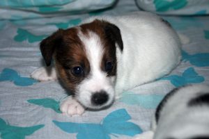 CACHORROS JACK RUSSELL