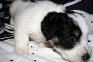COMPRAR JACK RUSSELL