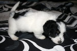 COMPRAR JACK RUSSELL