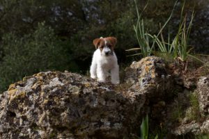 JACK RUSSELL