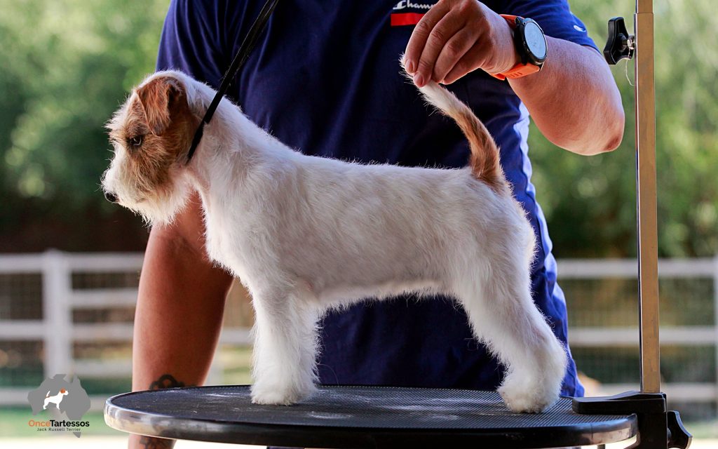 Jack Russell Terrier de Oncetartessos