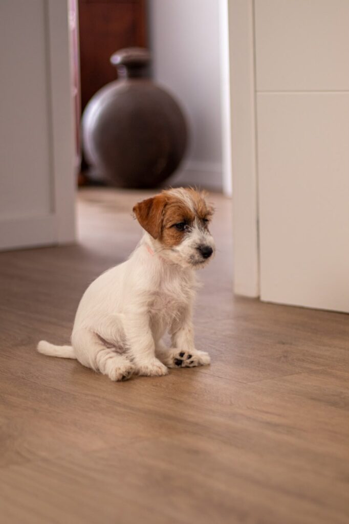 Cachorro de Jack Russell Terrier de Oncetartessos sentado.