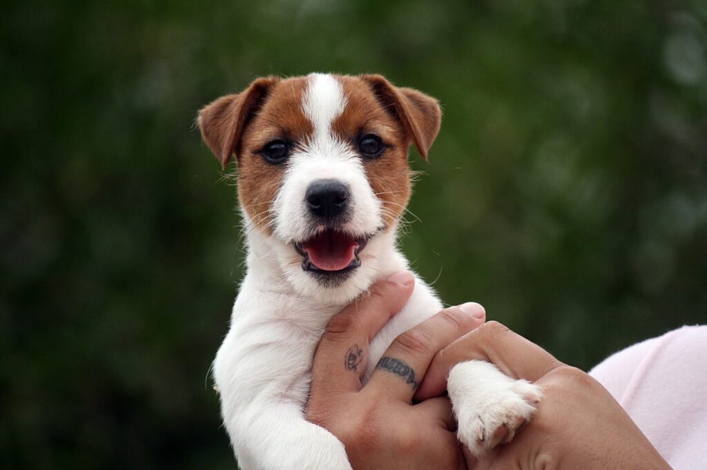 Jack Russell Terrier de Oncetartessos con expresión alegre.