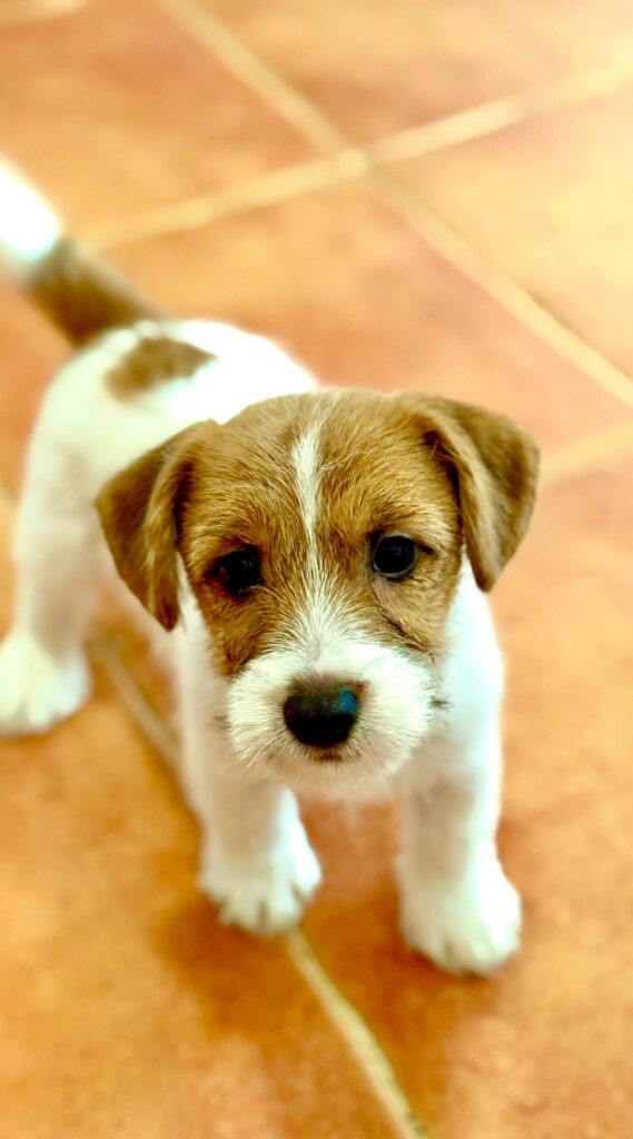 Retrato de un cachorro de Jack Russell Terrier de Oncetartessos.