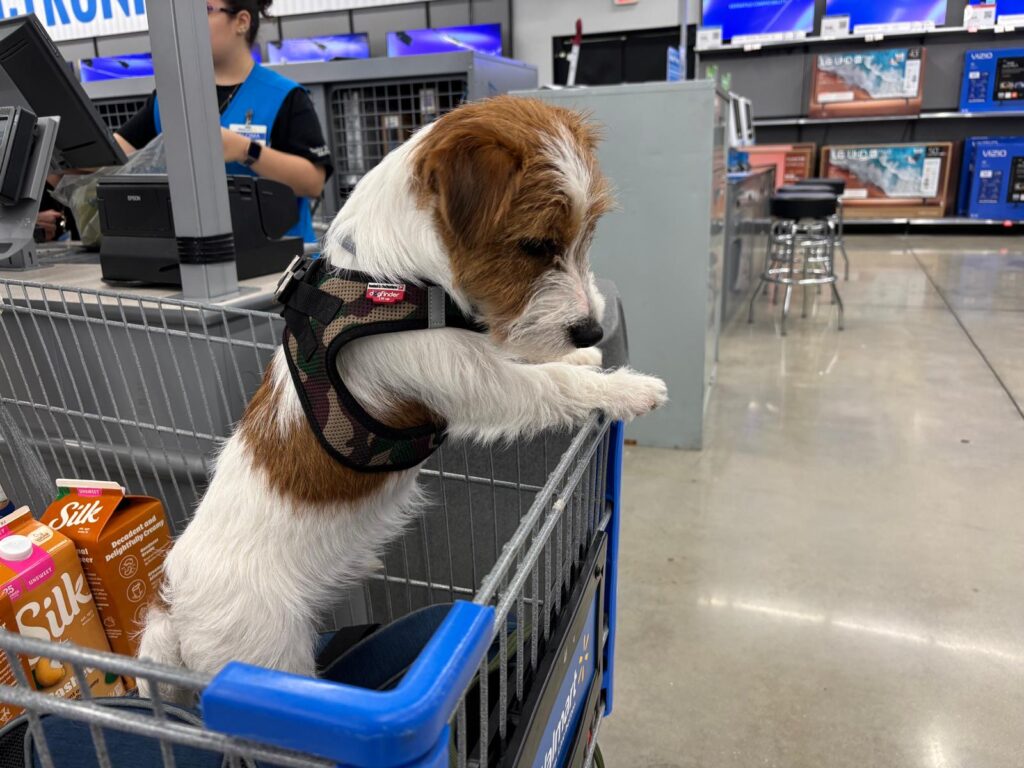 Jack Russell Terrier con arnés asomado a un carrito de compra.