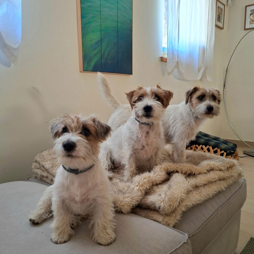 Tres Jack Russell Terrier juntos sobre un sofá.