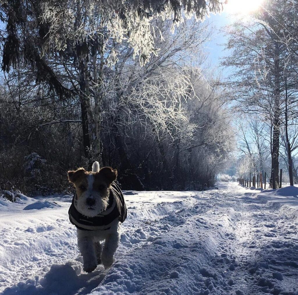 Jack Russell Terrier corriendo por un camino nevado.