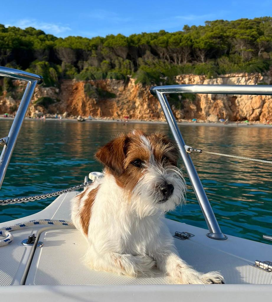 Jack Russell Terrier a bordo de una embarcación junto a la costa.