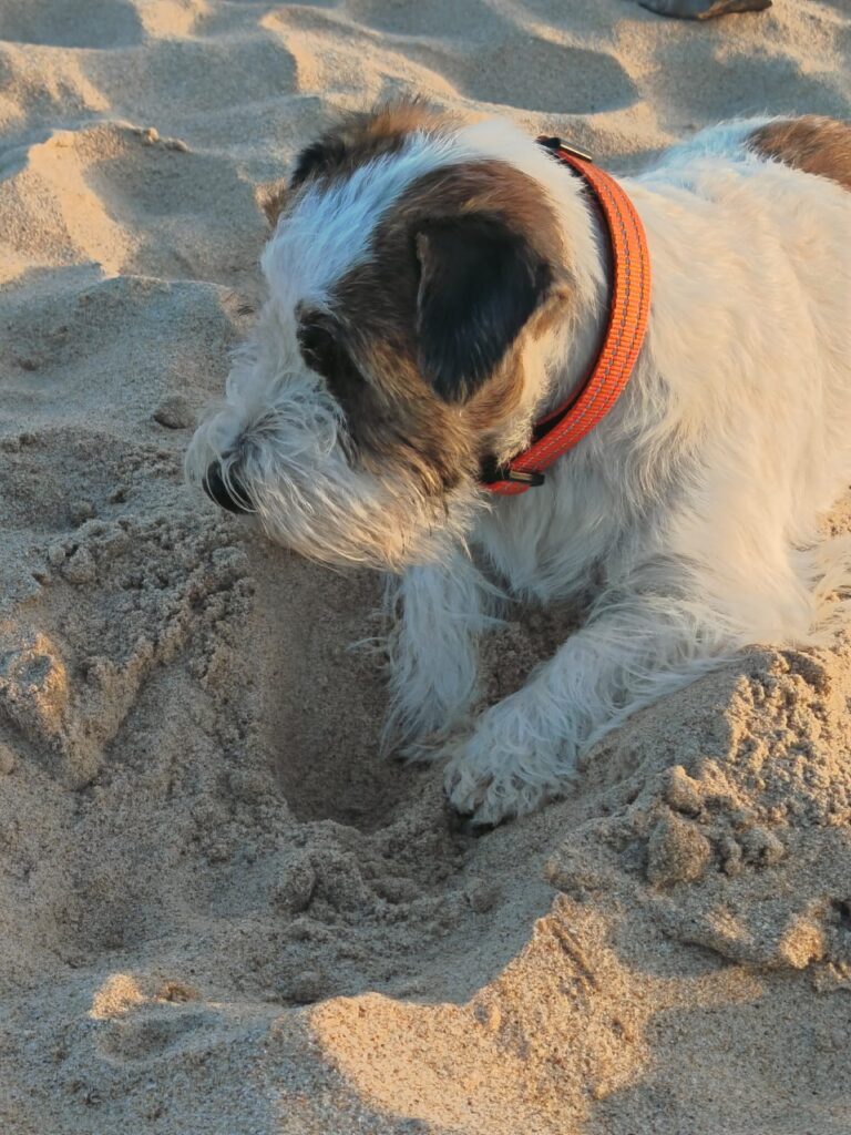 Jack Russell descansando sobre la arena