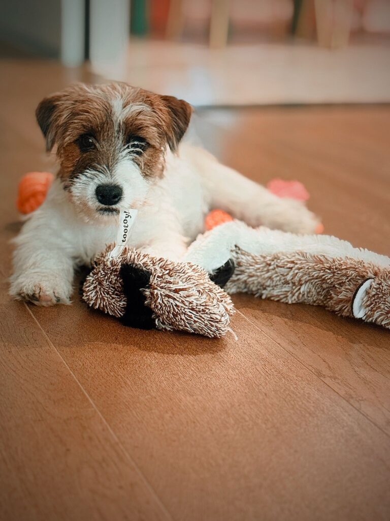 Cachorro Jack Russell con un juguete en casa
