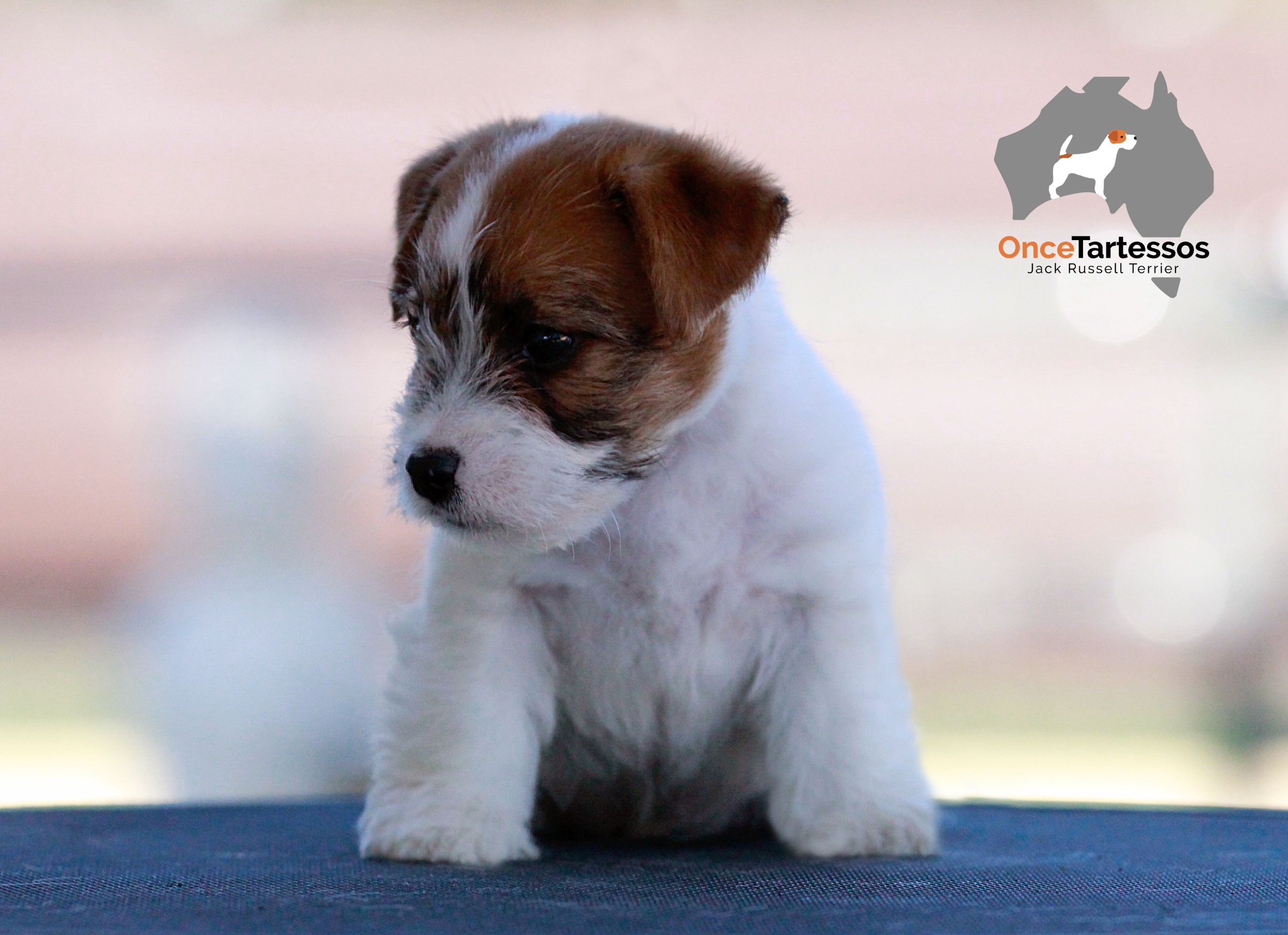 Cachorro Jack Russell Terrier de Oncetartessos