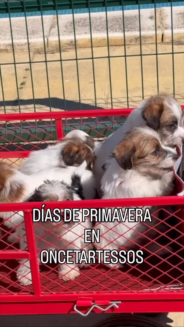 Portada de una publicación de Oncetartessos en Instagram